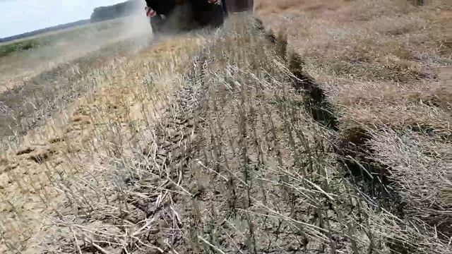 Збирання ярого ріпаку. Гібрид Культус. смотреть онлайн