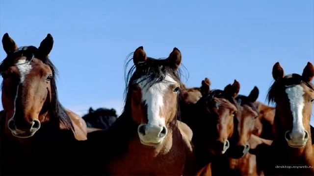 Моя Любовь к Лошади... I love horses.mp4 смотреть онлайн