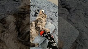 МЕЙНКУН ЗАБРАЛ У МЕНЯ ВСЁ! #мейнкун #cats #котики