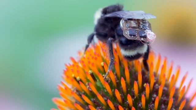 Vật Sống IoT - Thiết bị bay không dây trên côn trùng sống смотреть онлайн