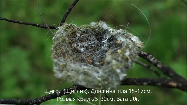 Голоса птиц. Часть 2. смотреть онлайн