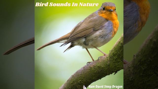 House Wren Bird Calls Sound Fx смотреть онлайн