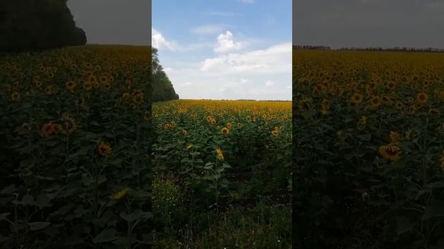 Озимый подсолнечник ч. 2