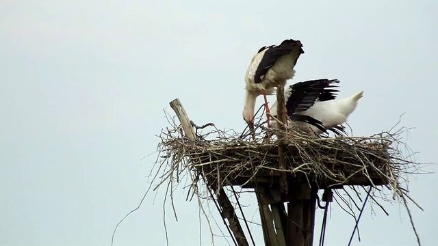 Матильда Яша аисты Кожемякино