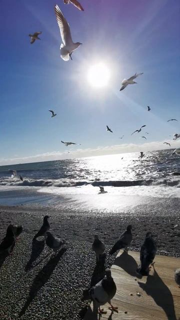 Солнце, море, чайки. Потрясающее видео! 😍😄🤗 смотреть онлайн