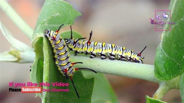 Caterpillar Fight || Caterpillar To Butterfly || Caterpillar Eating Leaf || WildLifes Nature смотреть онлайн