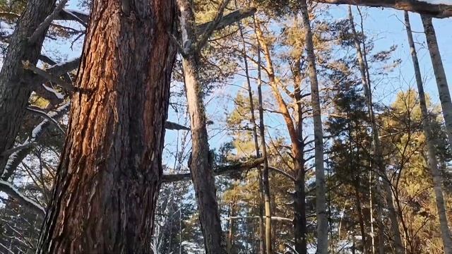 Пошёл за зайцем, а подстрелил рябчика. Сказочный рассвет в морозном лесу. смотреть онлайн