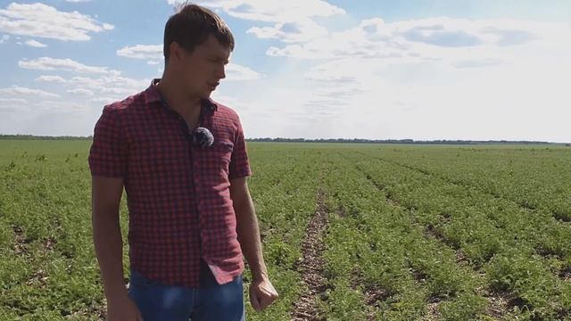 НОРМЫ ВЫСЕВА на нуте 400тыс/га - 600тыс/га - 800 тыс/га?