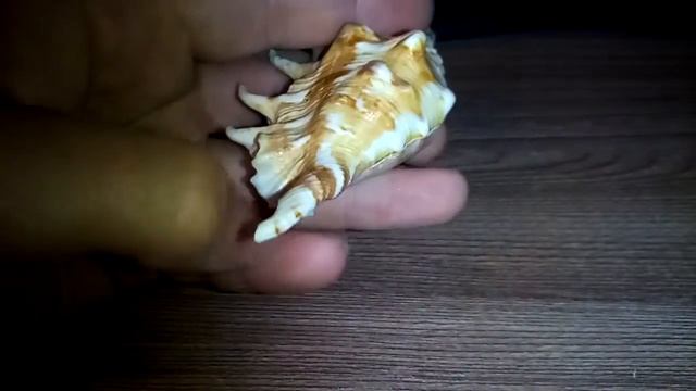 Ракушка с моря 1 смотреть онлайн