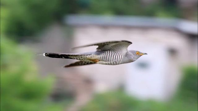 Кино - Кукушка смотреть онлайн