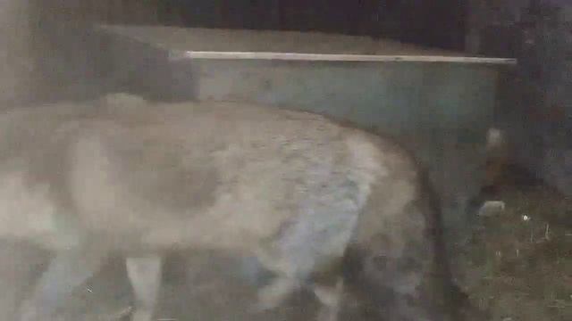 1407. Дикая лиса Маркиза и кот Амур, кот приходит в гости.