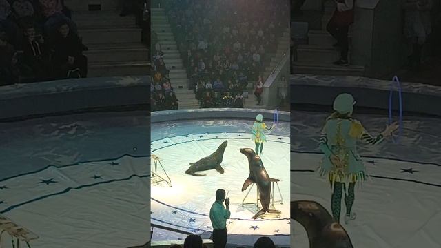 Выступление Морских котиков в самом большом и старом цирке в Туле.