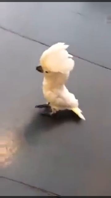 Попугай собака смотреть онлайн