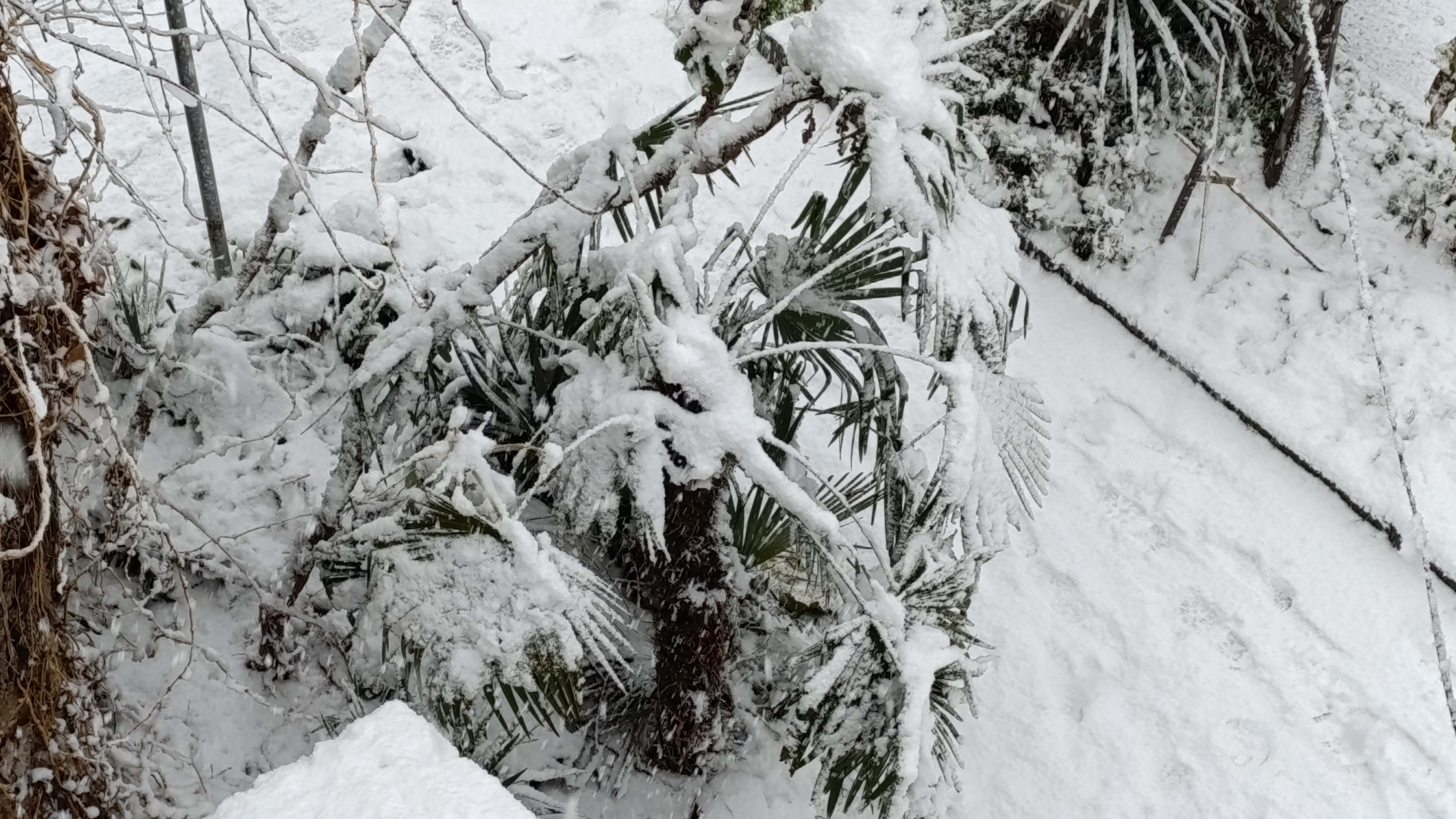 25.02.2025. В Сухуме идёт снег смотреть онлайн