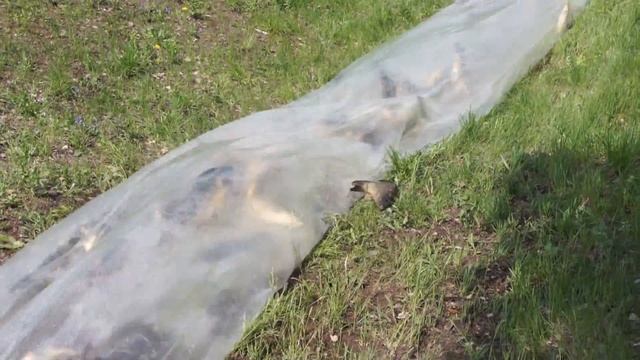 Белуга и карп - fish 050.mkv смотреть онлайн