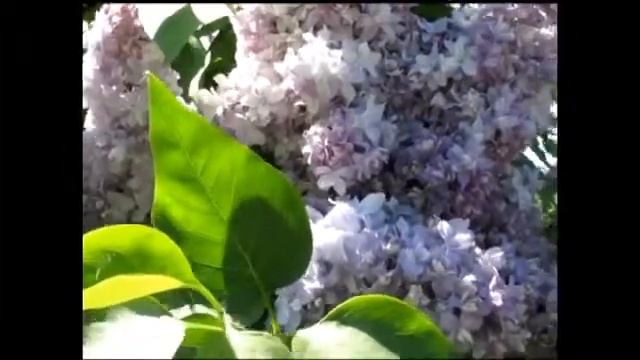 Настрой на энергию и силу жизни смотреть онлайн