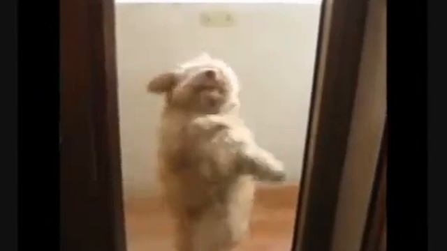 Горячая сальса от барбоса..flv смотреть онлайн