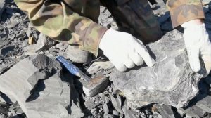 Палеонтолог в Приморье. Владивосток, море, сопки, триасовые аммониты