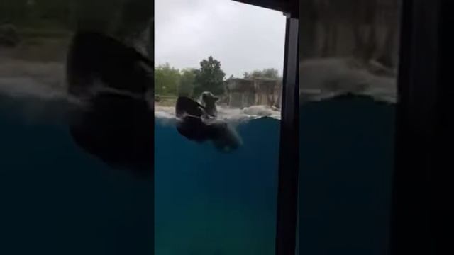 Белый медвежонок в Роттердамском зоопарке смотреть онлайн