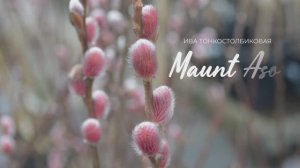 Ива Маунт Асо: розовые котики - украшение весеннего сада