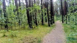 Сосновые парки Балтики  -  Piny forests of the Baltic sea.