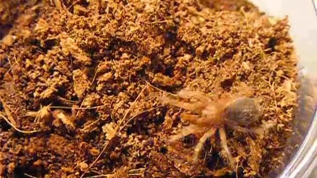 Grammostola rosea slings feeding смотреть онлайн