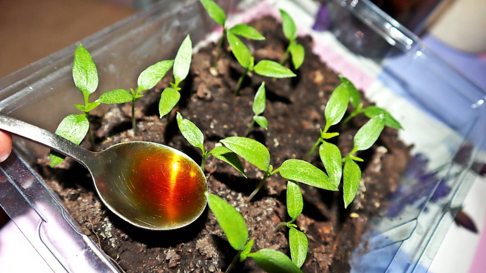 Рассада перца взошла что делать дальше чтобы получились крепкие растения? смотреть онлайн