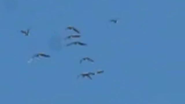 ИГРА СВЕТА  - СТАЯ ПТИЦ, летающих по кругу  MVI 5463