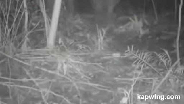 INCREDIBLE FOOTAGE - Javan Rhino смотреть онлайн