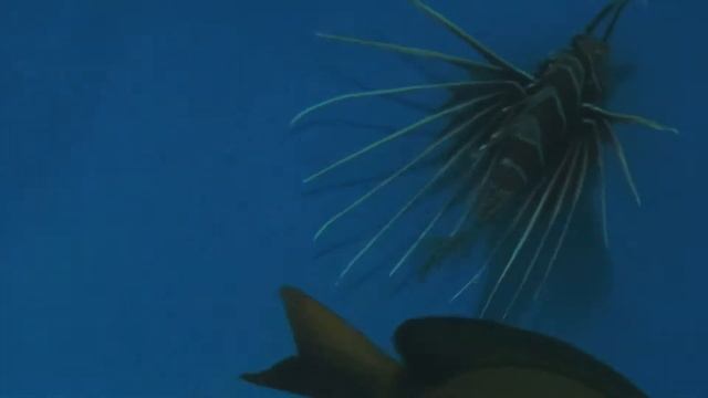 キミオコゼ　 Longhorn firefiish　Pterois radiata смотреть онлайн