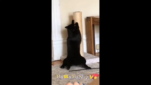 Funny cat doing pole dance on scarface music : she's on fire #shorts #poledance #funny смотреть онлайн