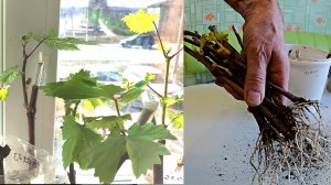 Ускоренное укоренение черенков винограда в домашних условиях от А до Я. Результат осенью. Сроки .