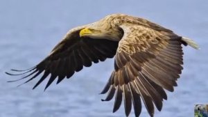 Голоса птиц: орлан - белохвост