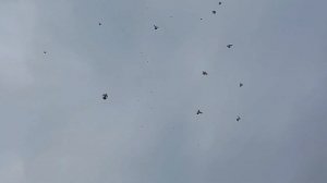 Голуби Армена в Орле.