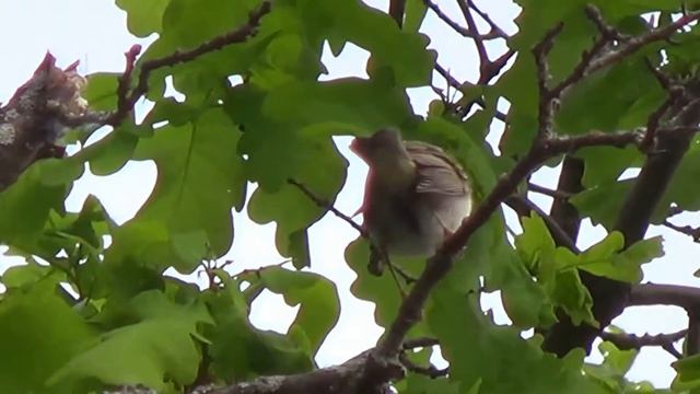 Пеночка-весничка смотреть онлайн