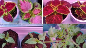 Рассада в конце февраля.Рассада Колеусов и  Лобелии. Лук Эксибишен. Рассада земляники их семян.