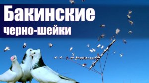 Голуби - Бакинские чёрные шейки