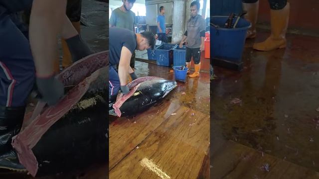 $10000Giant Bluefin Tuna Cutting Show  巨大黑鮪魚切割秀,鮪魚金三角