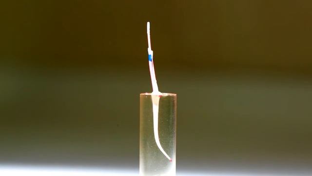 Гибридная методика обтурации корневых каналов GuttaEst смотреть онлайн