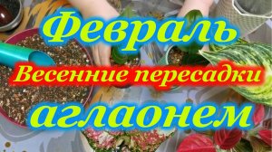 Февраль.Начало весенних пересадок аглаонем.