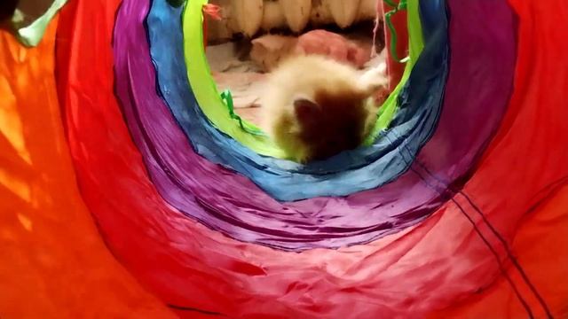 Новости Мейн Кун: Малыш Флоки осваивает новый тоннель смотреть онлайн