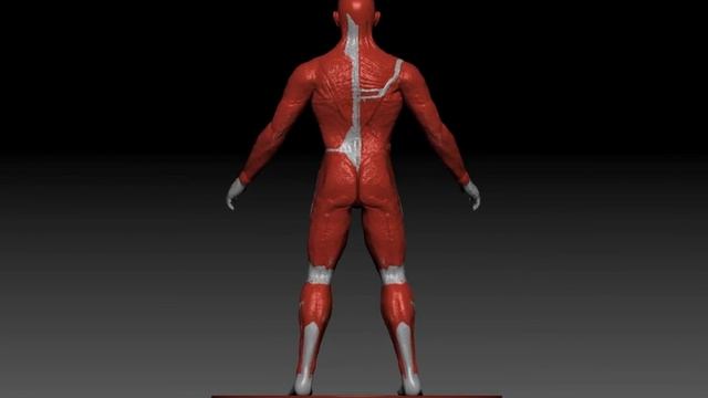 zbrush male anatomy modeling смотреть онлайн