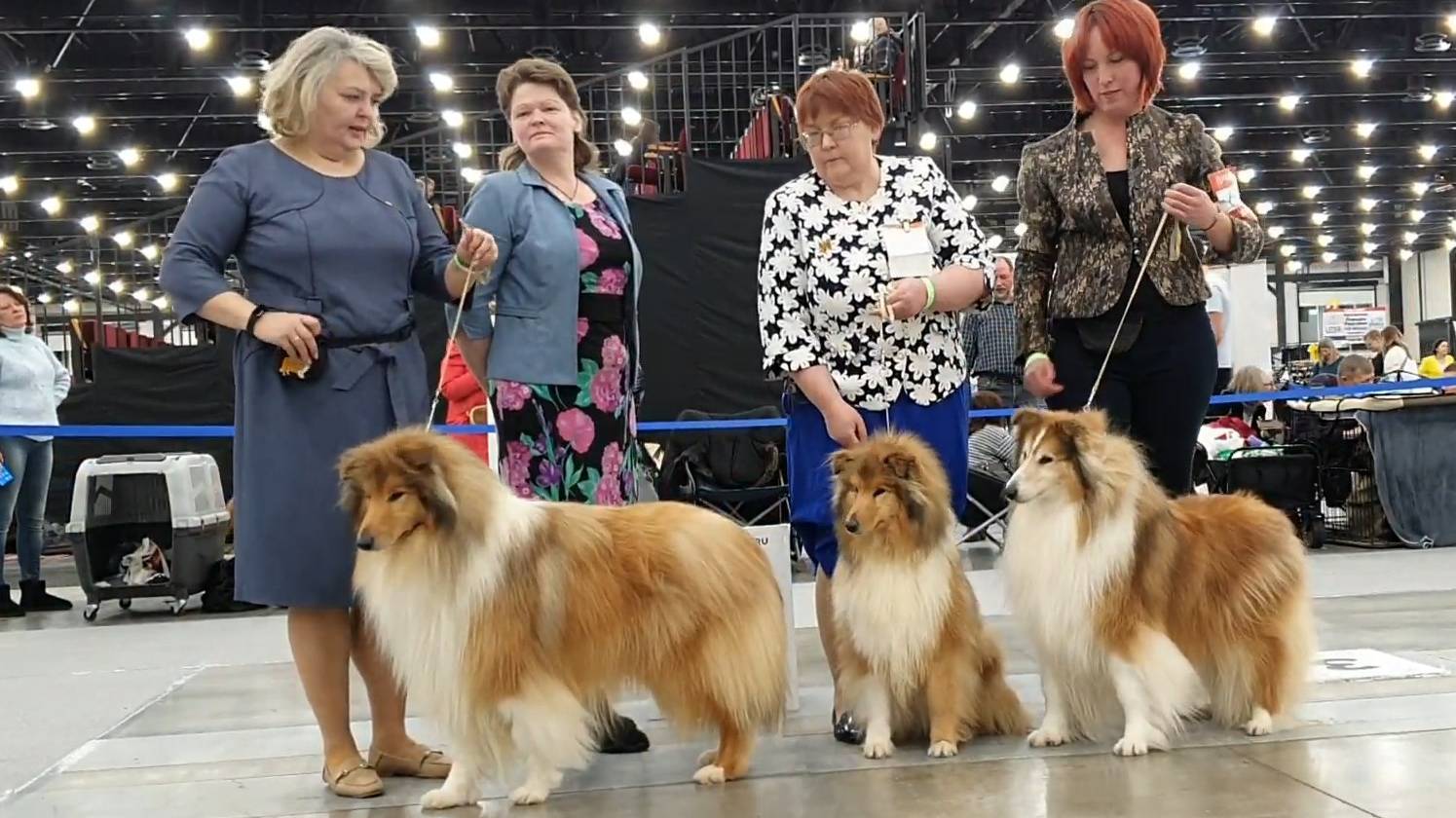 23.02.2025, СПб. Рейтинговая выставка "БАЛТИЙСКИЙ ТРИУМФ". Ринг КОЛЛИ ДШ смотреть онлайн