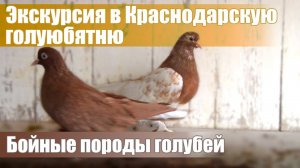 Экскурсия в Краснодарскую голубятню - Дмитрий Бундюк