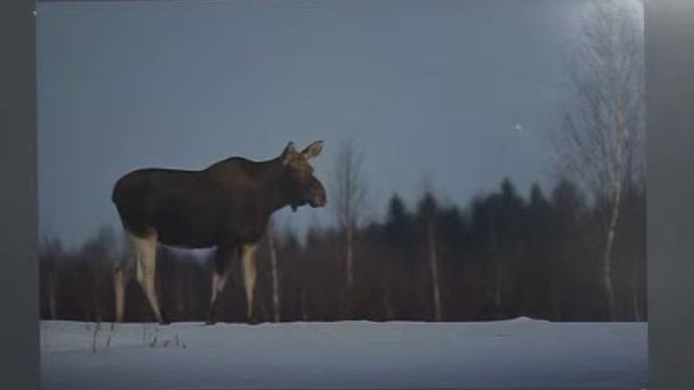 Природы чудные мгновенья смотреть онлайн