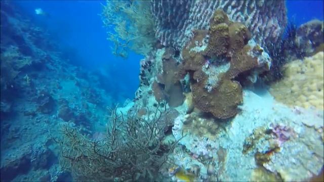 Hin Pee Wee, Koh Tao, Thailand, Scuba dive, 2016 смотреть онлайн