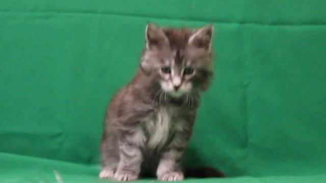 Альф- котик мейн кун , свободен смотреть онлайн