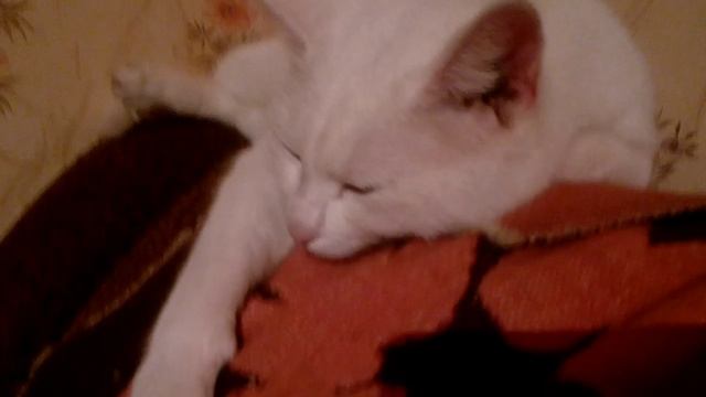 Зима. Январь. Кошки греются смотреть онлайн