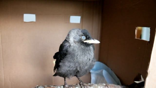 Озеро Донцо и галка =) смотреть онлайн