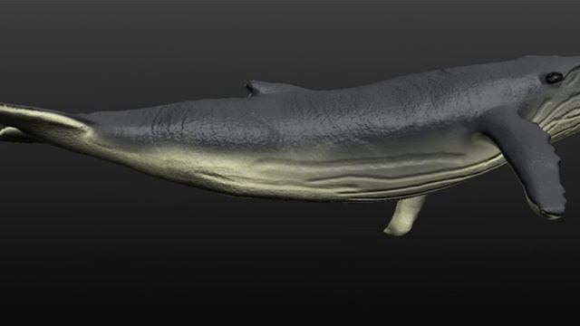 3D Model of humpback whale Review смотреть онлайн